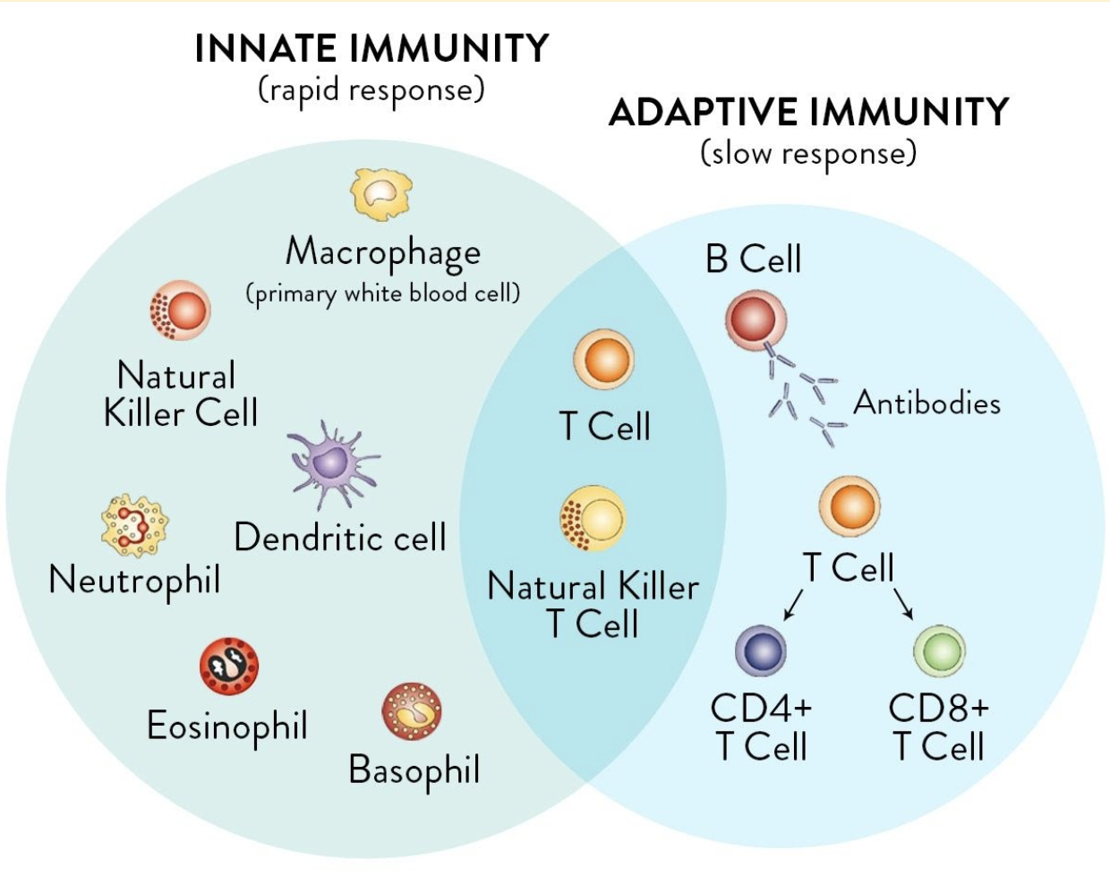 Shining the Light on the Immune System, Part 5: Meet Your Adaptive Immunity